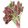 Amaranth