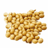 Soybean