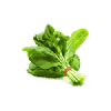 Spinach