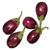 brinjal